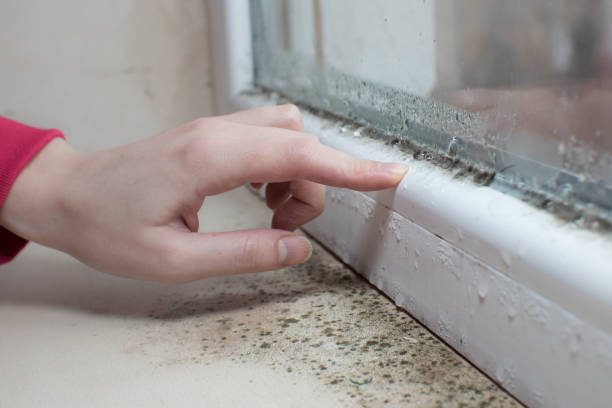 Best Real Estate Mold Inspection  in Needville, TX